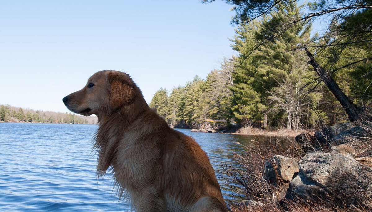 Wet Maverick staring off into the water